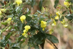 Crotalaria longipes
